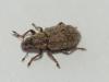 Sitona hispidulus